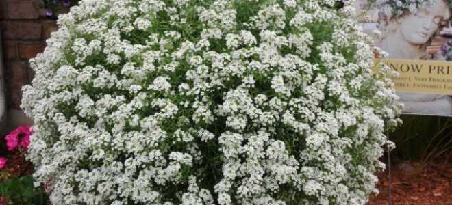 Лобулярия Snow Princess (алиссум Сноу Принцесс): описание сорта, фото