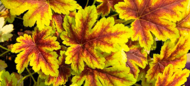 Гейхерелла Golden Zebra (Голден Зебра): описание, посадка и уход