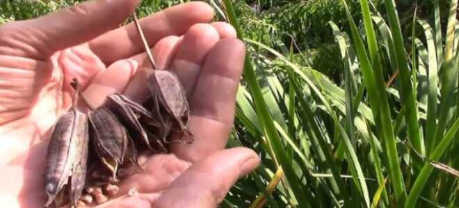 Способы размножения касатиков (ирисов) в домашних условиях