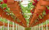 Как выращивать клубнику в теплице круглый год: выбор сорта, особенности посадки и ухода, фото и видео