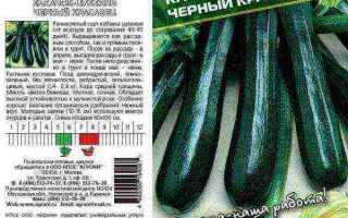 Описание и характеристика кабачка-цуккини Черный красавец