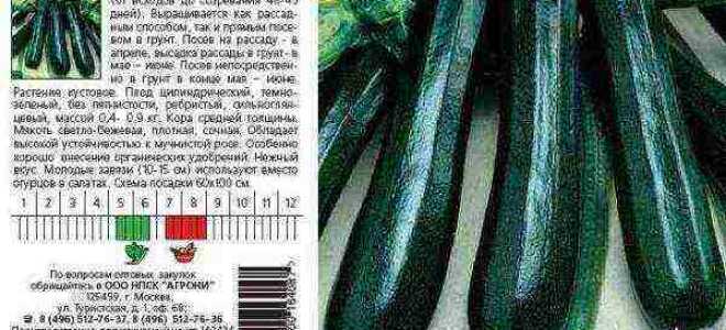 Описание и характеристика кабачка-цуккини Черный красавец