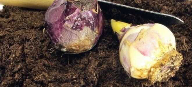 Нужно ли выкапывать луковицы гиацинтов после цветения