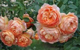 Английская парковая роза Леди оф Шалот (Lady of Shalott): описание и фото