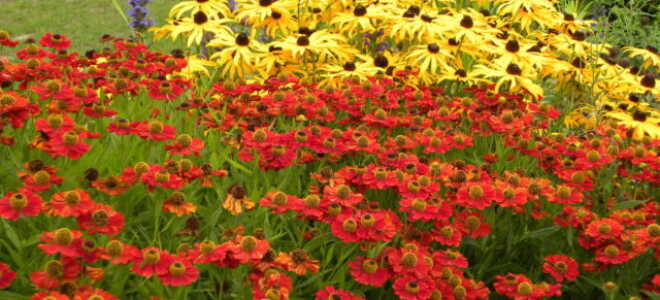 Гелениум осенний: описание, посадка и уход, фото