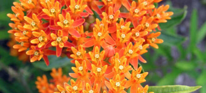 Цветок асклепиас (ваточник): описание и фото, посадка и уход