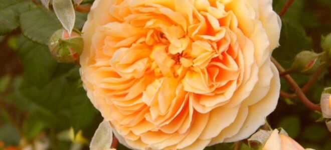 Английская роза Crown Princess Margareta (Краун Принцесс Маргарет)