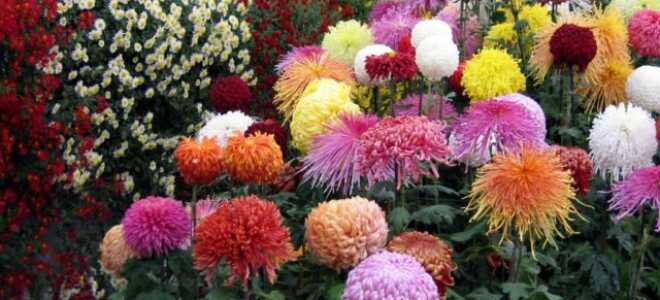 Хризантема крупноцветковая (крупная): сорта, посадка и уход, фото