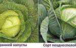 Достоинства и недостатки сорта капусты Казачок