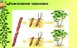 Солнечник (гелиопсис): посадка и уход в открытом грунте, фото