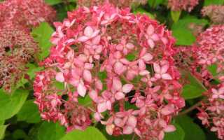 Гортензия Pink Pincushion (Пинк Пинкушен): описание и фото, отзывы