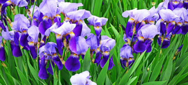 Чем подкормить касатики (ирисы): весной после зимы, летом, осенью