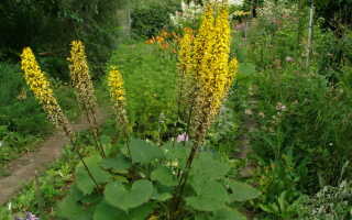 Ligularia veitchiana (Бузульник Вича): описание, фото