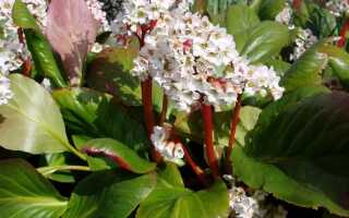 Бадан Bressingham White (Брессингем Вайт), Ruby (Руби)