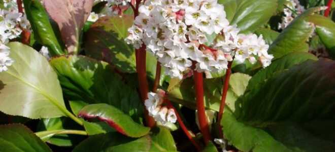 Бадан Bressingham White (Брессингем Вайт), Ruby (Руби)