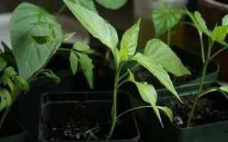 Перец болгарский — правила выращивания рассады