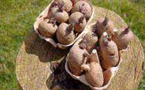 Нужно ли проращивать картошку перед посадкой и для чего