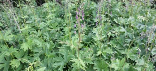 Северный борец (высокий аконит): как выглядит, полезные свойства