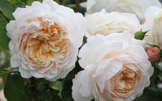 Роза Crocus Rose (Крокус Роуз): описание и фото, отзывы