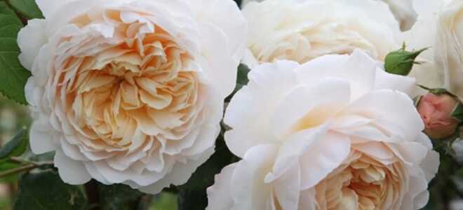 Роза Crocus Rose (Крокус Роуз): описание и фото, отзывы