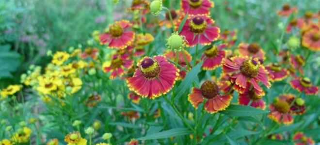 Гелениум: посадка и уход в открытом грунте, фото цветов на клумбе