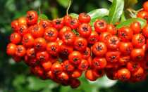 Рябина невежинская: описание сорта, фото, отзывы