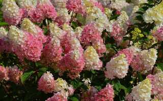 Гортензия метельчатая Strawberry Blossom (Строберри Блоссом)