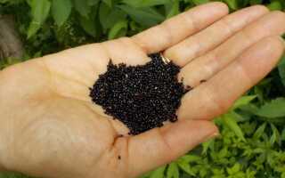 Аквилегия: когда сажать семена на рассаду, как посадить дома, фото