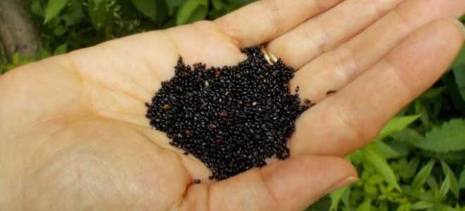 Аквилегия: когда сажать семена на рассаду, как посадить дома, фото