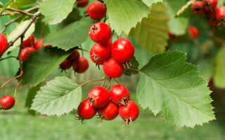 Боярышник колючий (обыкновенный): описание растения, посадка и уход