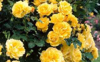 Плетистая роза Golden Perfume (Голден Парфюм): описание и фото, отзывы