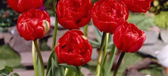 Тюльпан махровый Miranda (Миранда): описание и фото, отзывы