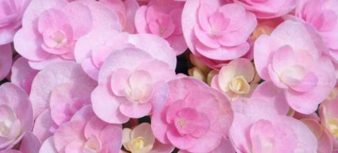 Гортензия крупнолистная ремонтантная You and Me Love (Ю энд Ми Лав)