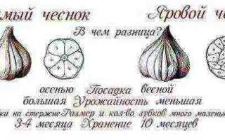 Правильные сроки высадки ярового и озимого чеснока