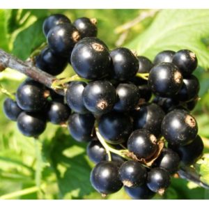 Черная смородина Изюмная