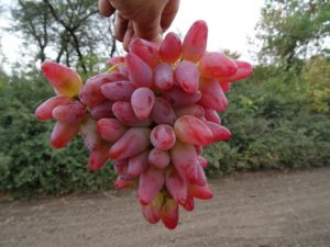 Виноград Дубовский розовый