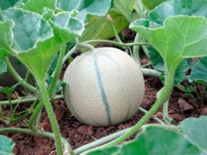 Мускусная (мускатная) дыня канталупа (cantaloupe): фото, описание сортов, отзывы