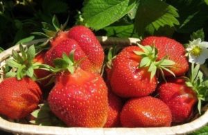 Клубника Джоли