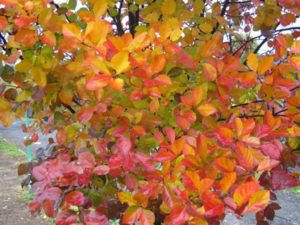 Боярышник сливолистный: описание и фото