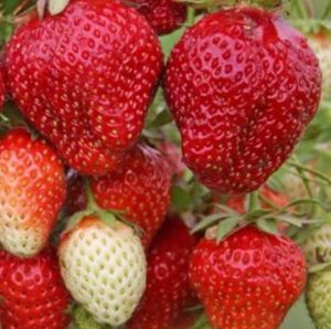 Клубника Маэстро: описание сорта + фото