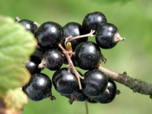 Черная смородина Белорусская сладкая