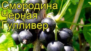 Черная смородина Гулливер