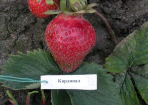 Клубника Кардинал