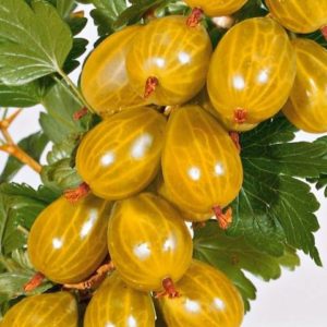 Крыжовник Медовый: характеристика, посадка и уход, выращивание