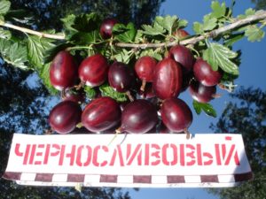 Крыжовник Черносливовый