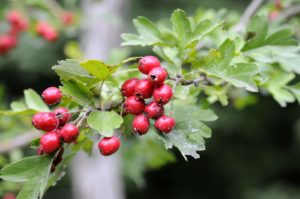 Боярышник однопестичный: описание, посадка и уход
