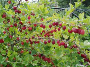 Крыжовник Командор (Владил)