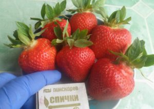 Клубника Женева: описание сорта, отзывы