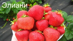 Клубника Элиане