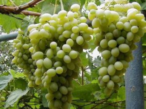 Виноград Элегант: описание сорта, фото, отзывы